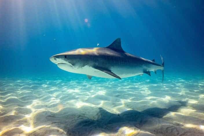 A view of a shark under water.