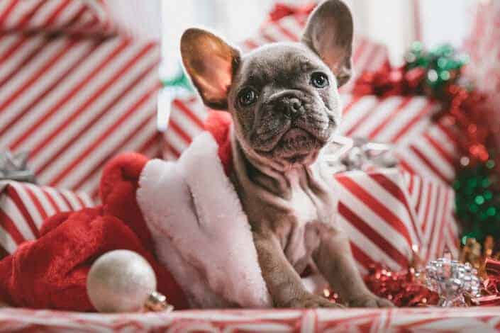 Cute puppy wrapped in a Christmas outfit.