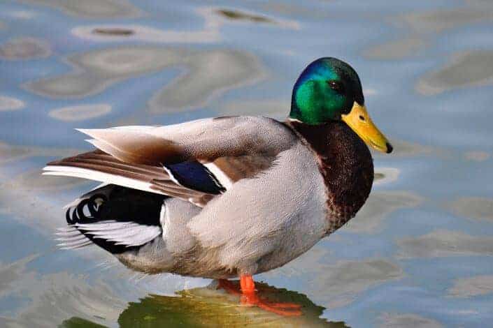 Colorful duck standing on the water.