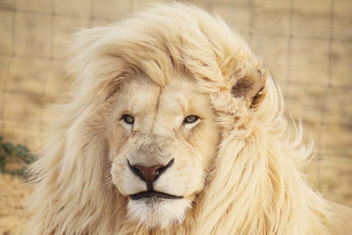 A beautiful-looking lion. - corny jokes
