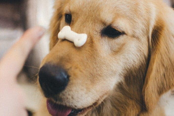 Adorable dog with a little bone on its nose.