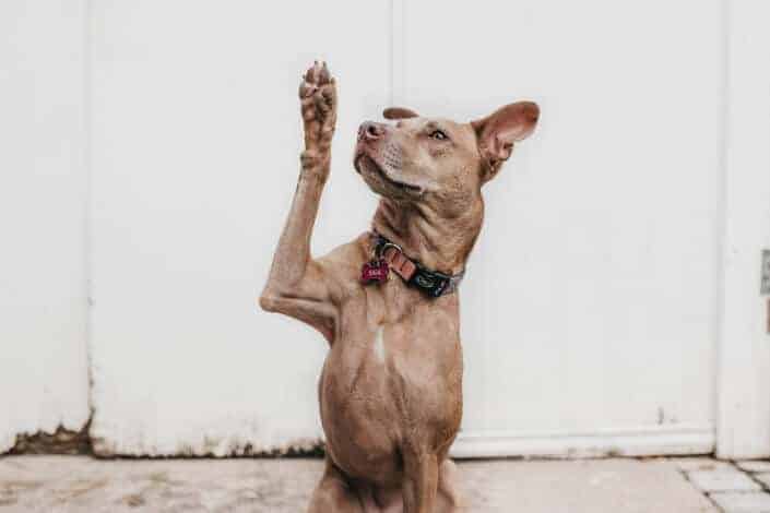 Brown-colored dog with a collar, waving.