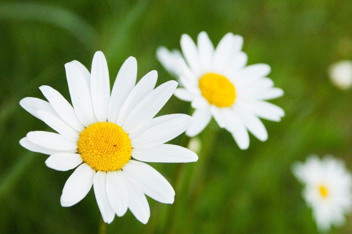 Three Daisy flower