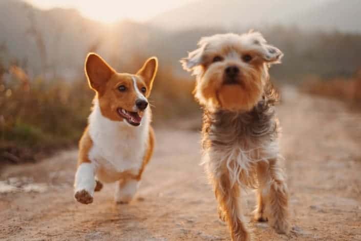two cute dogs running around